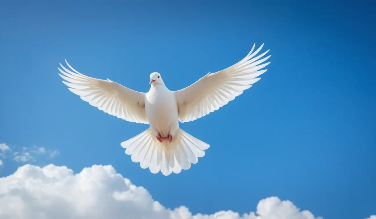 Spiritual meaning black and white bird