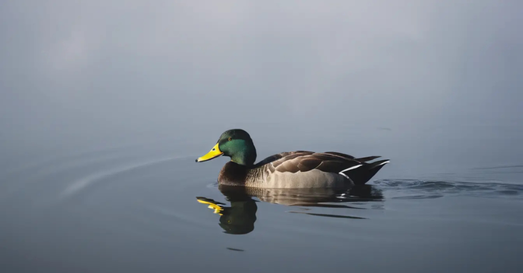 black duck spiritual meaning 