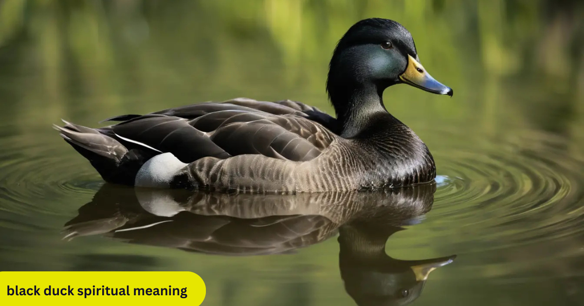 black duck spiritual meaning